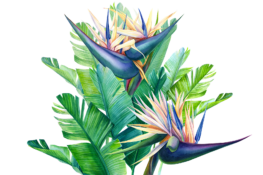 Festival Paroles de Plantes : devenez bénévole à l'événement !
